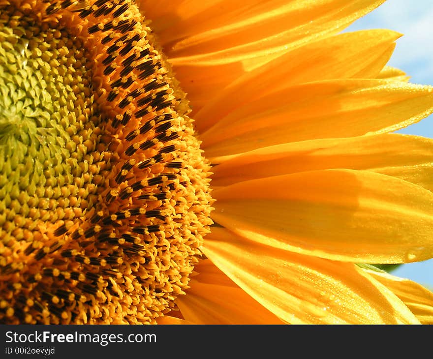 A part of sunflower in garden