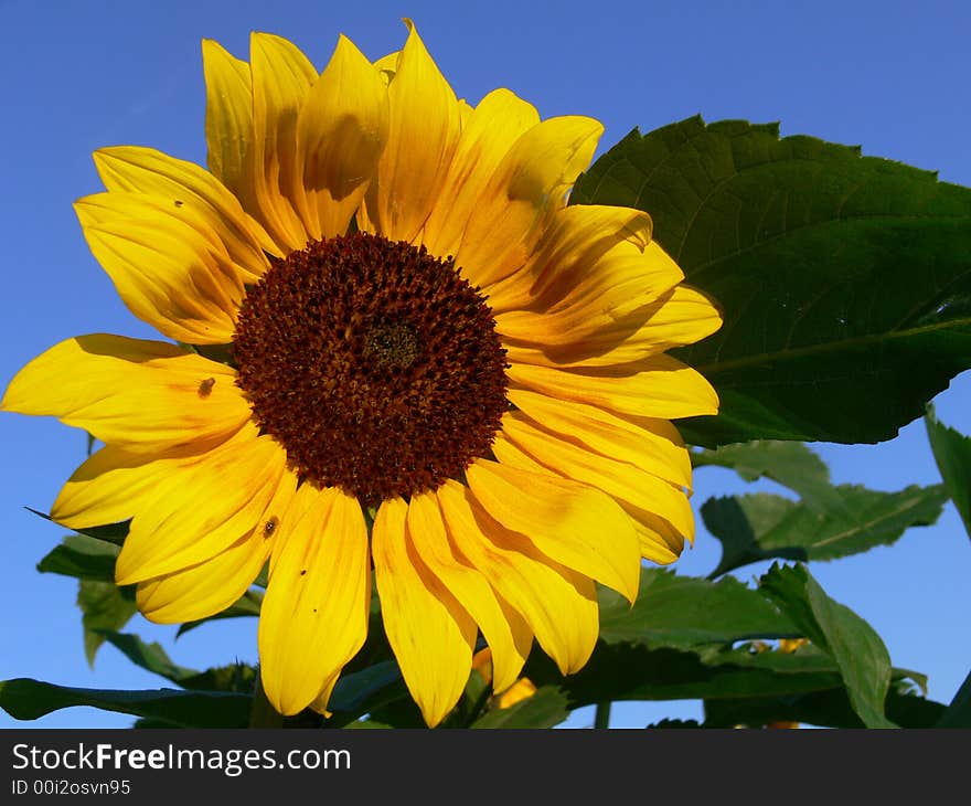 Sunflower in garden on the blue sky