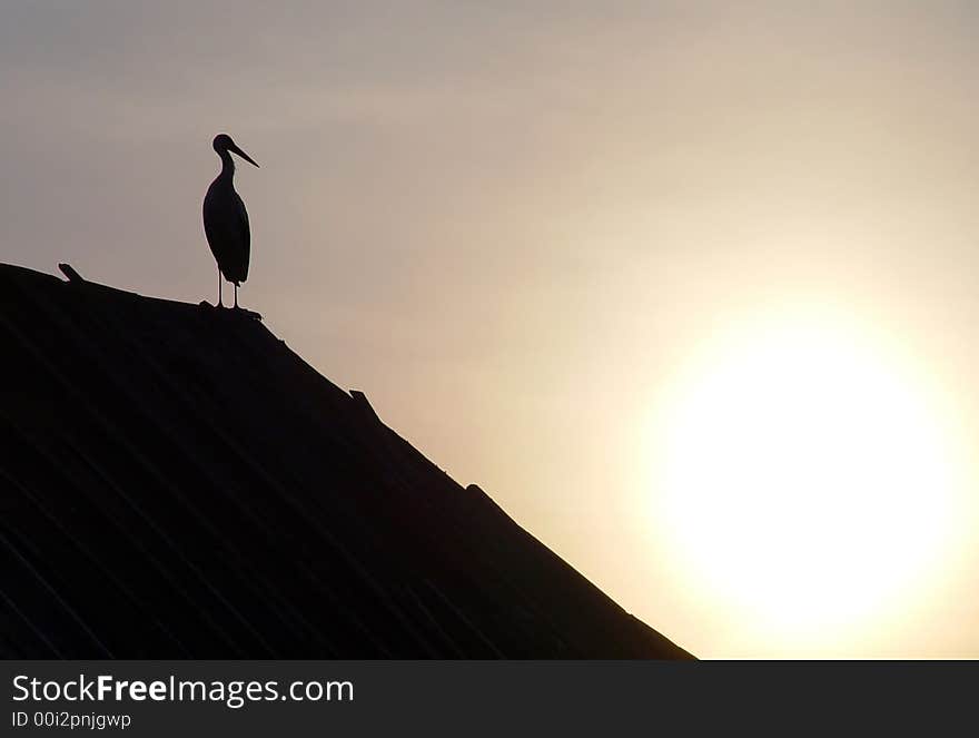 Sunset and stork