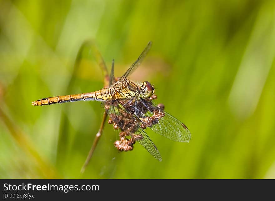 A small female dragonfly on a piece of reed . A small female dragonfly on a piece of reed .