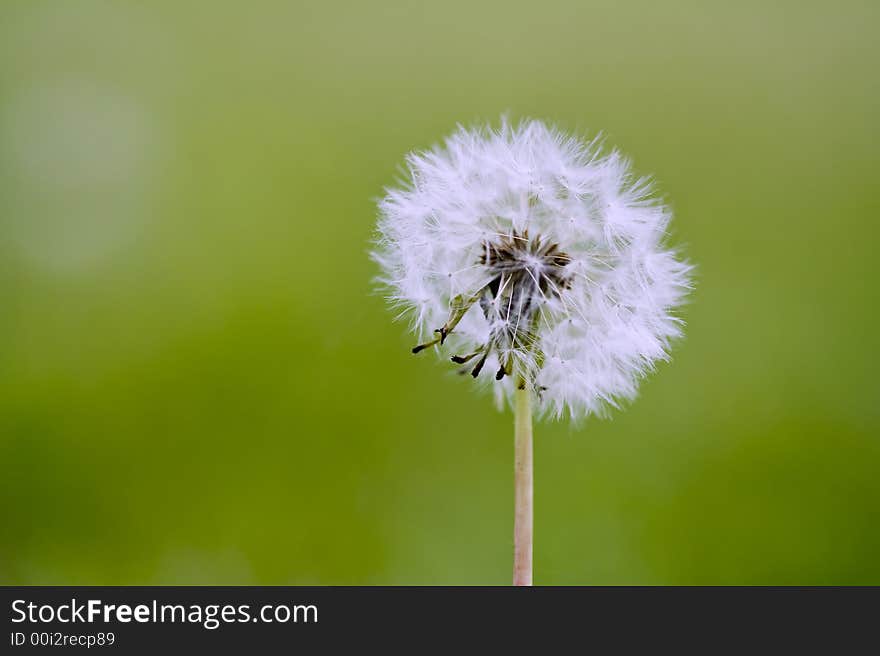 Macro photo of a dandelion on a green grass background