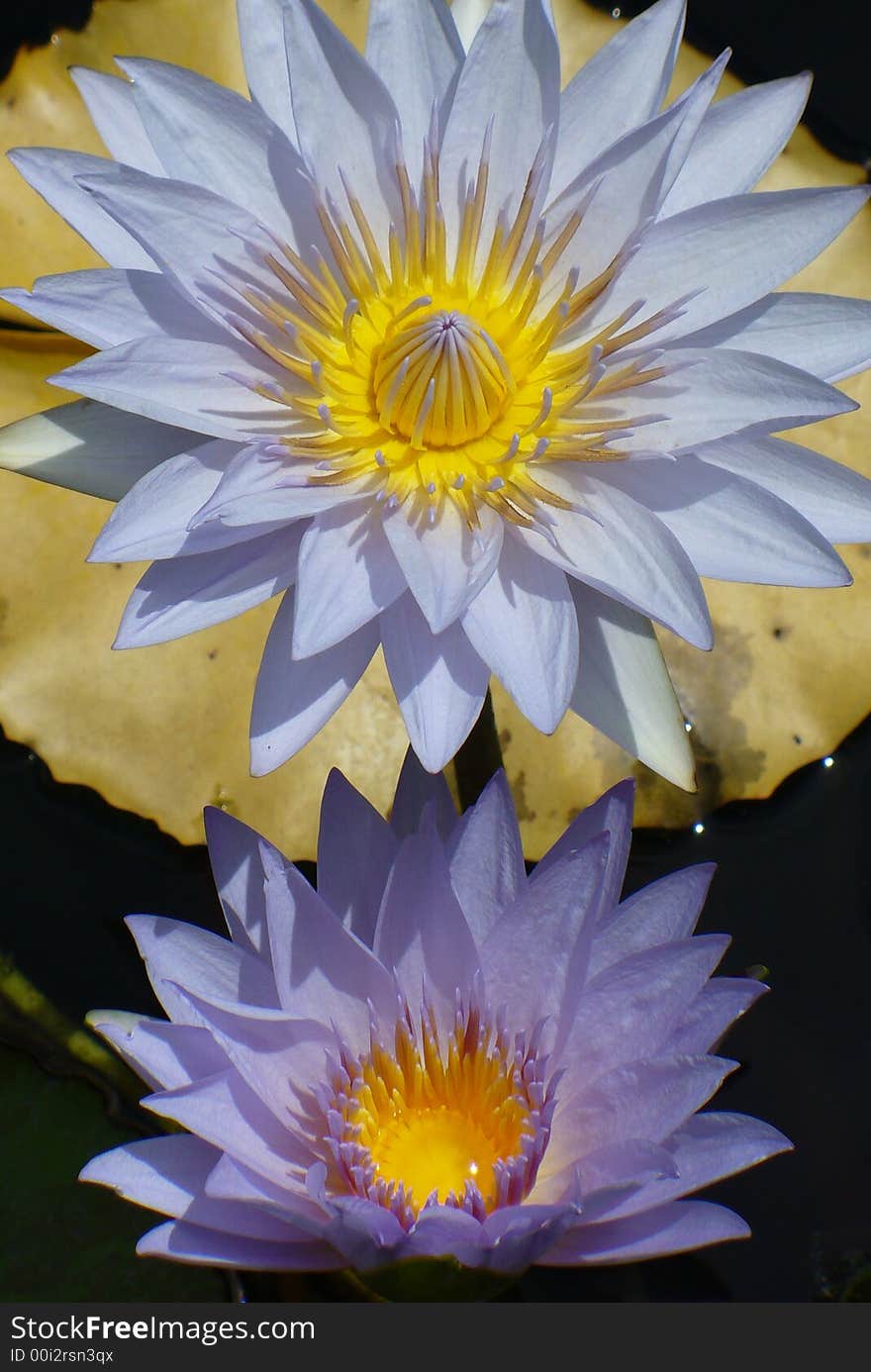 2 flowers and water lily