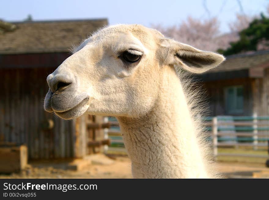 Head of a nice fluffy alpaka with warm deep eyes. Head of a nice fluffy alpaka with warm deep eyes.