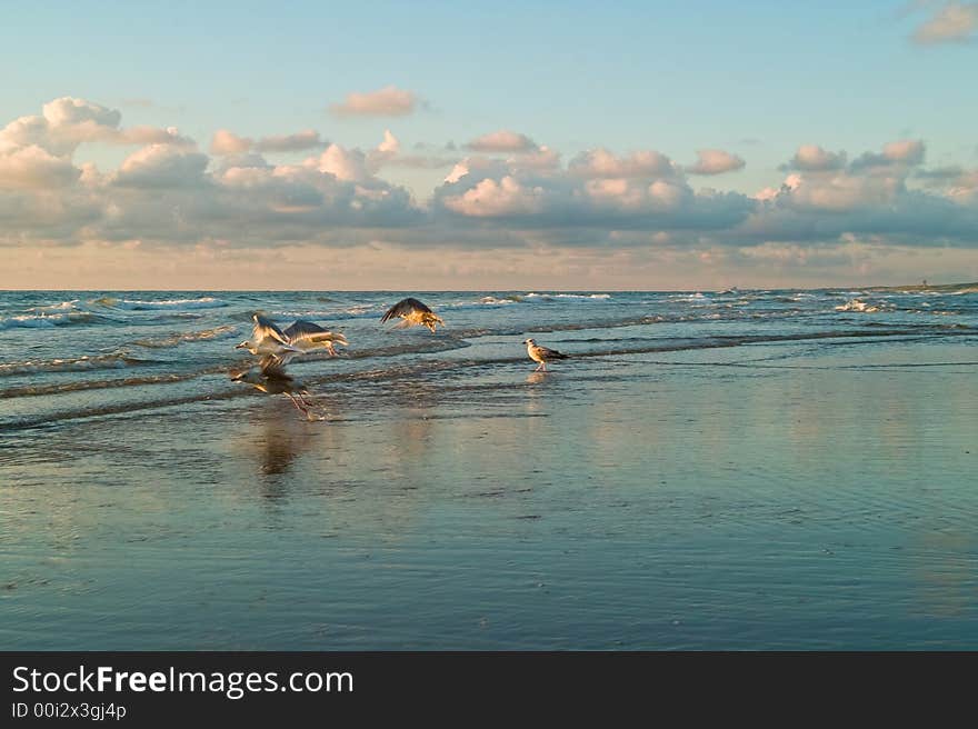 Dutch seaside with seagulls and waves. Dutch seaside with seagulls and waves