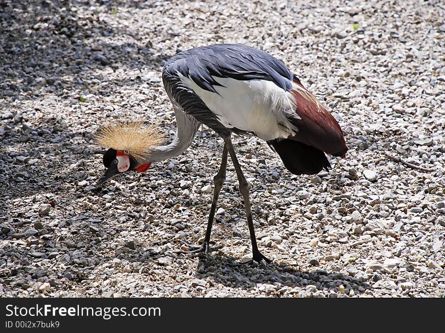 South African Crowned Crane