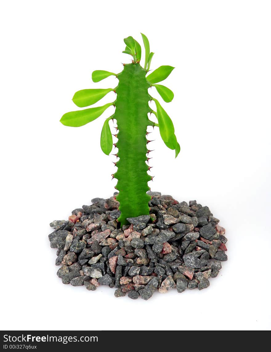 Sprout of the cactus rising from stone. Sprout of the cactus rising from stone