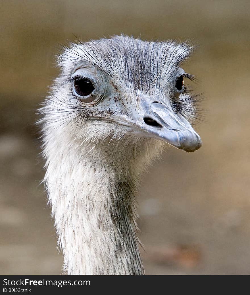 Portrait of young ostrich nandu. Portrait of young ostrich nandu