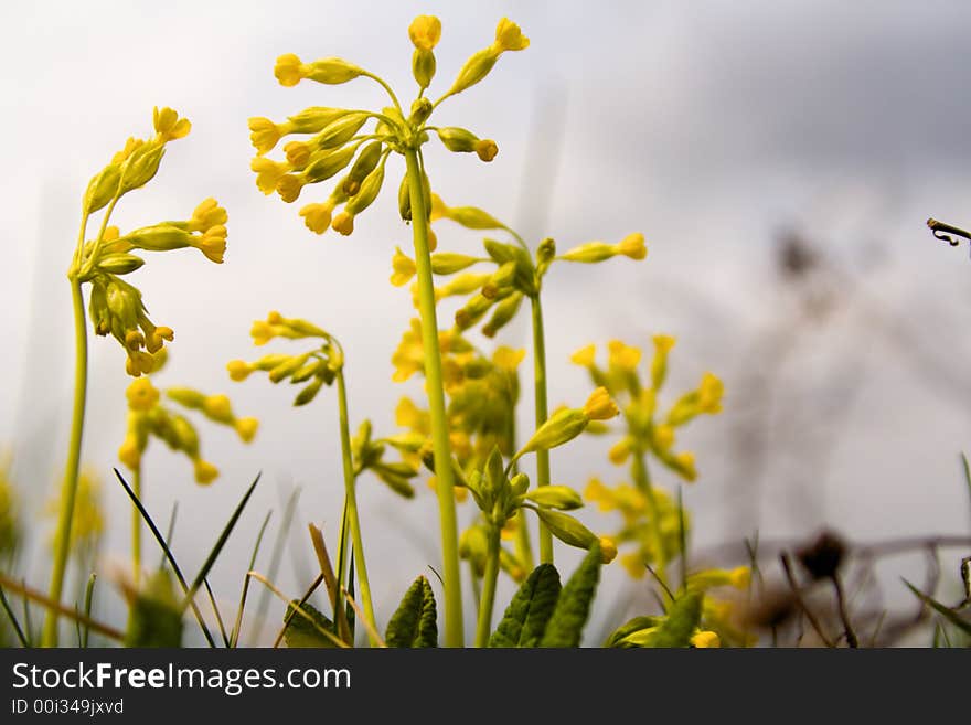 Flowers primula at cloudy day at field