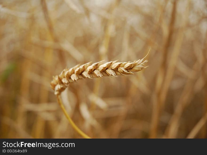 Wheat ear closeup in a field