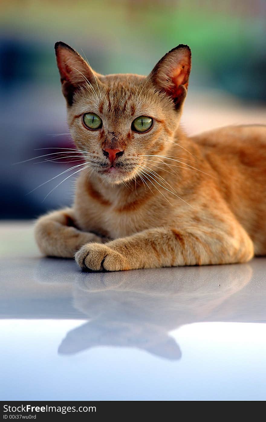 Street portrait