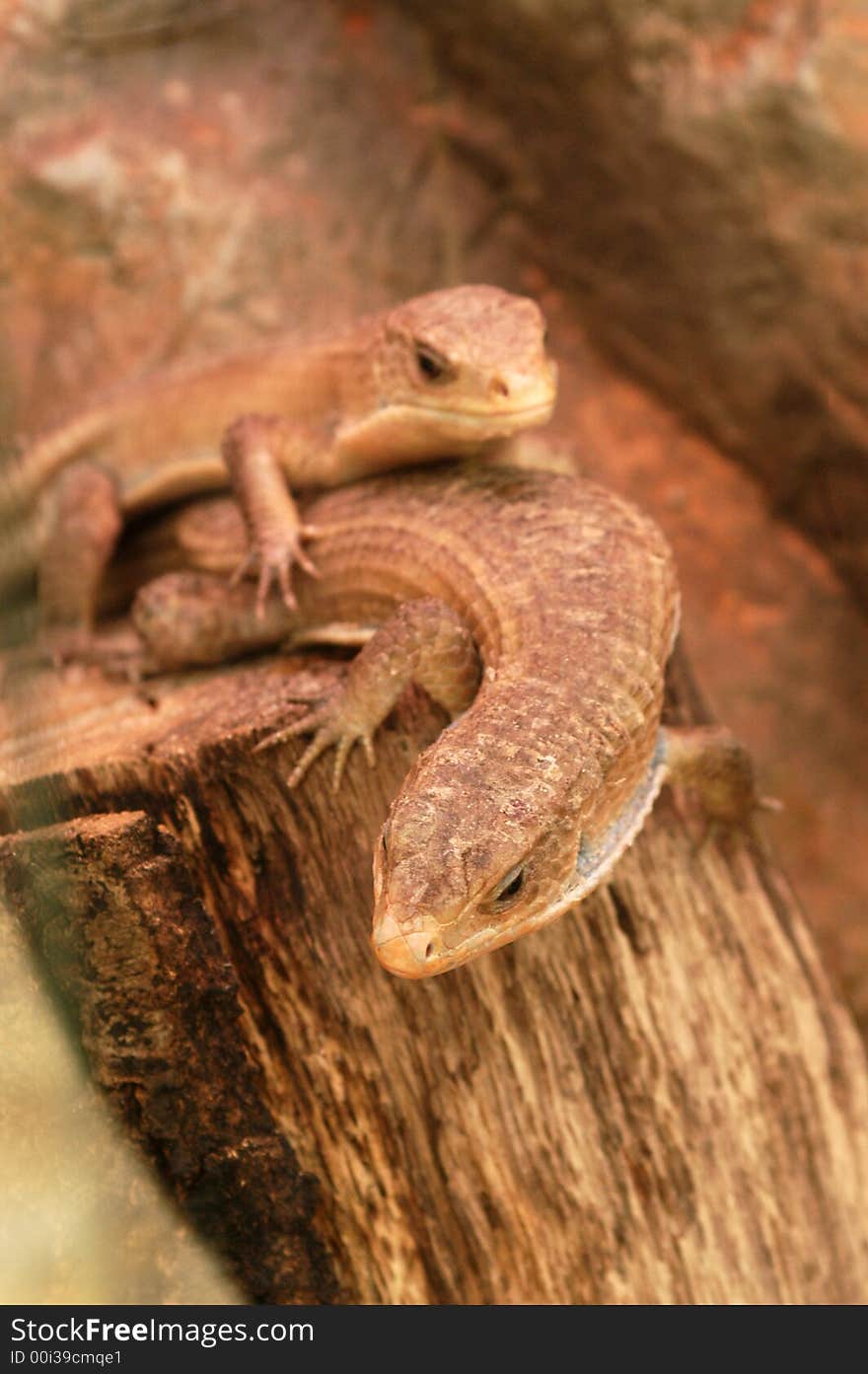 Two lizards lay on a tree