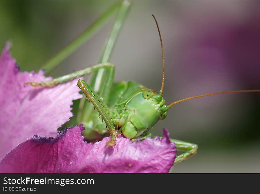 Close-up of a giant Grasshopper eating a hollyhock rose. Close-up of a giant Grasshopper eating a hollyhock rose.