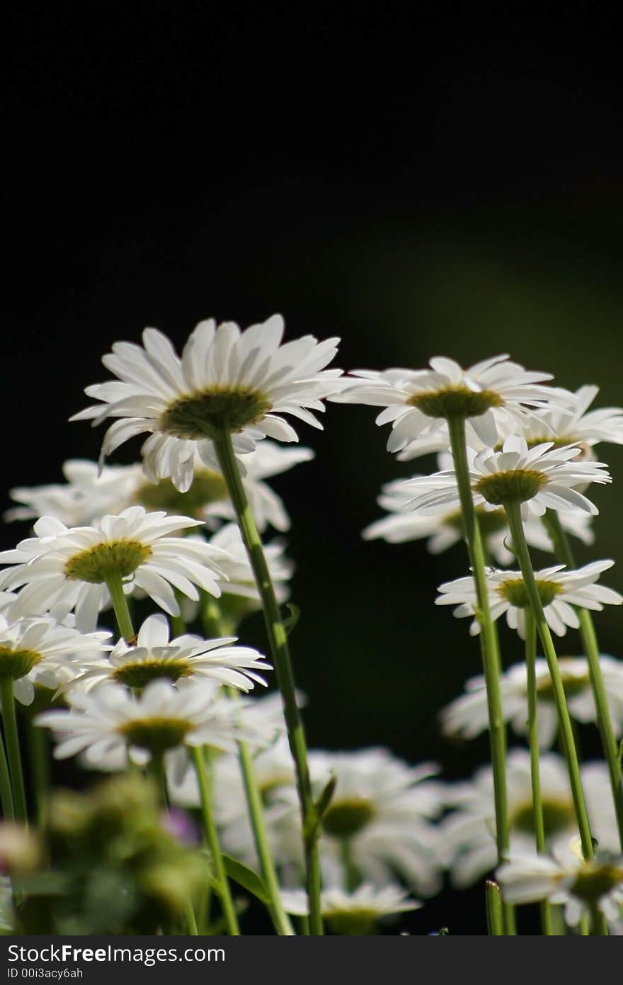 Bright white daisy flowers on black background. Bright white daisy flowers on black background