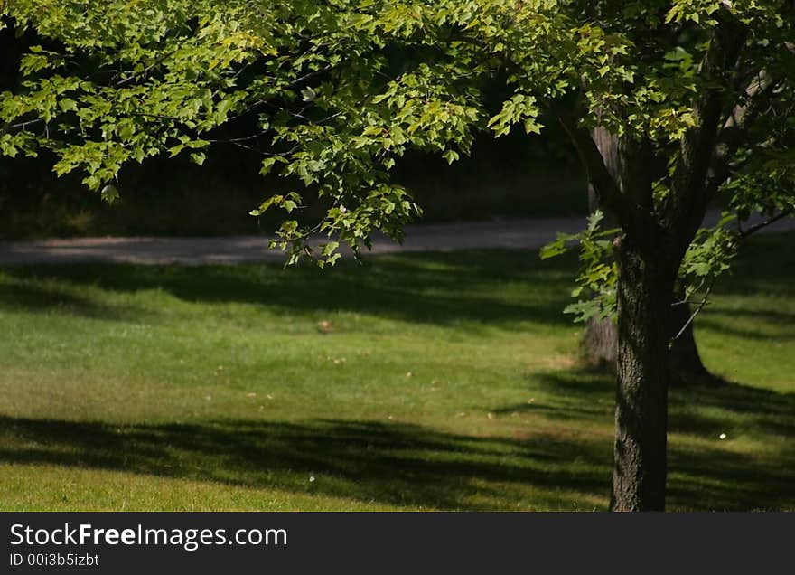 Big single tree during summer time in a park