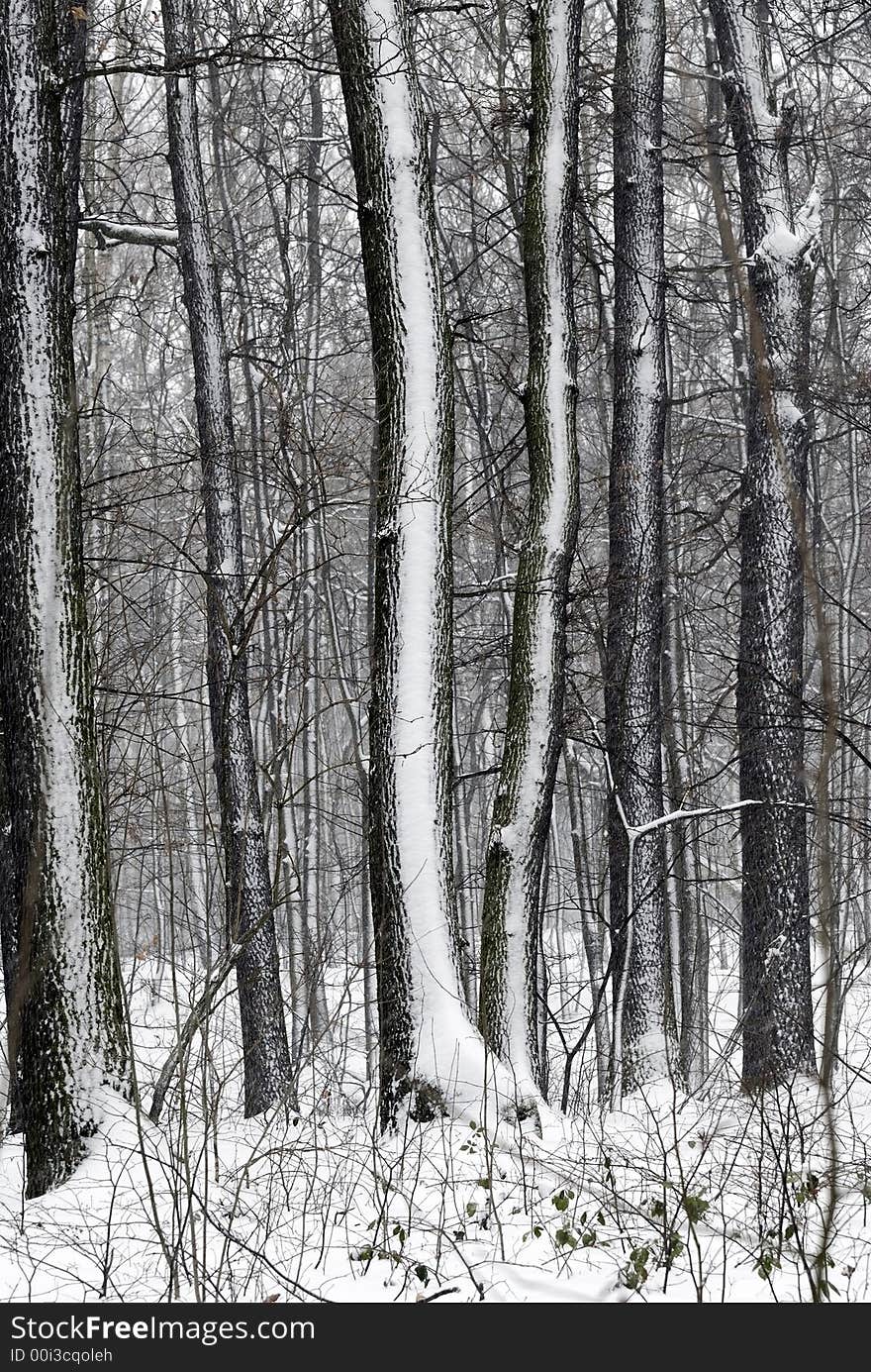 Wood in Winter