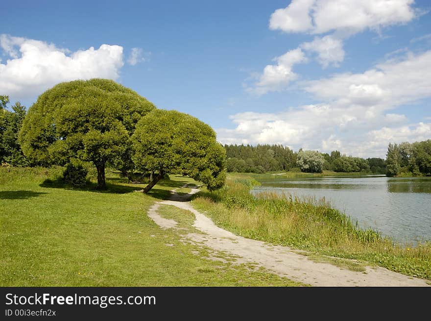 Two willows  on waterside of lake. Two willows  on waterside of lake