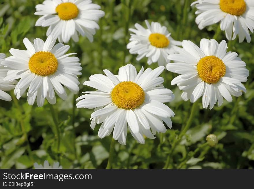 Big blossoming camomiles close up