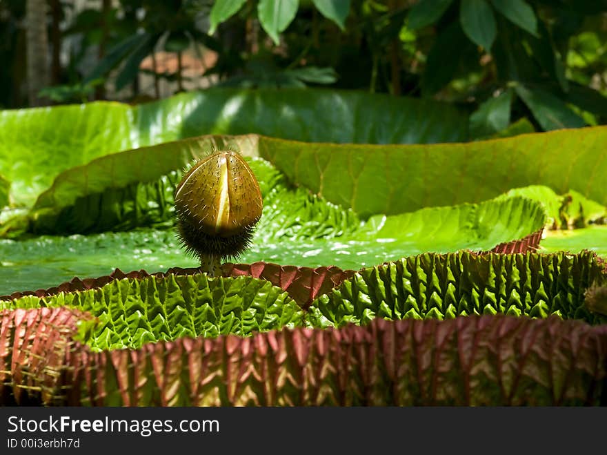 The genus Victoria Regia the giant water liliy close-up