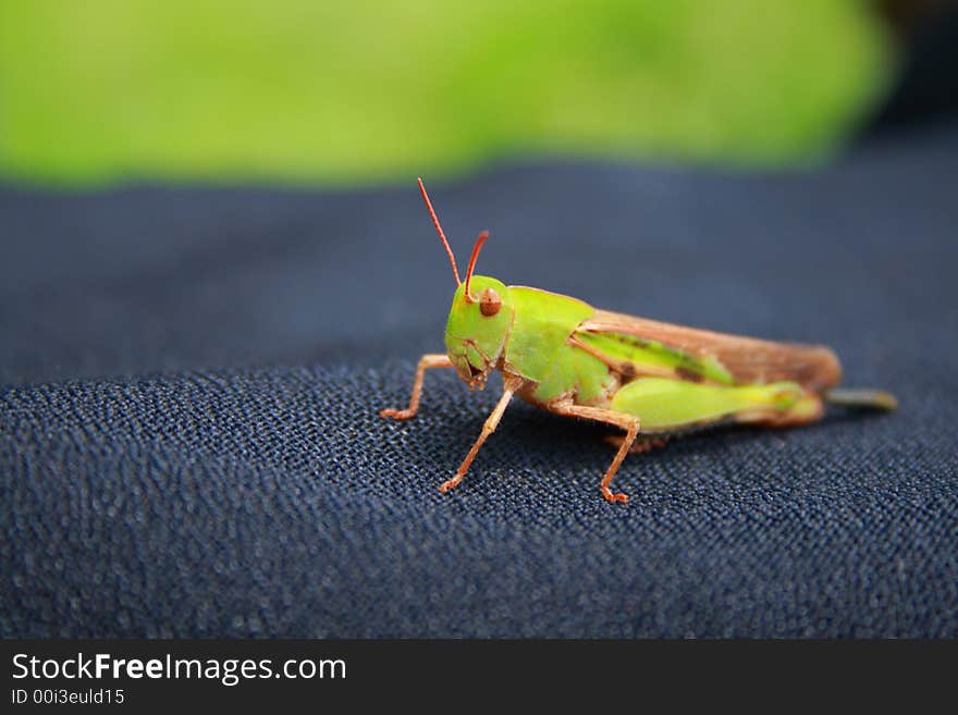 Green grasshopper on a black cloth