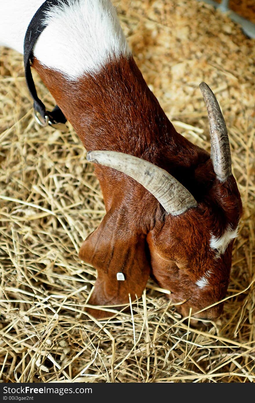 Domestic goat with horns, feeding in a farm pen.