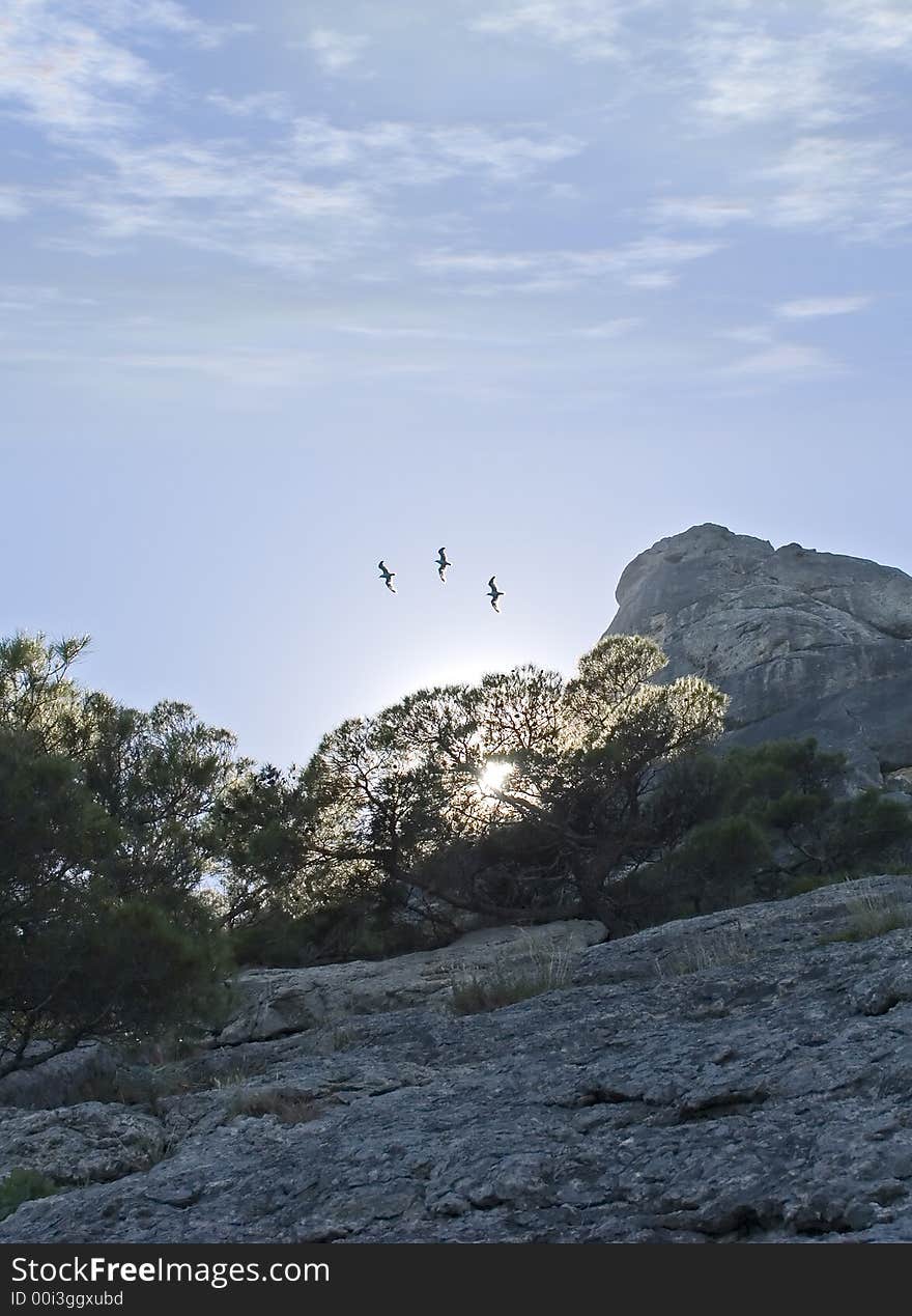 Three seagulls on a background of a dawn because of a tree and picturesque rocks