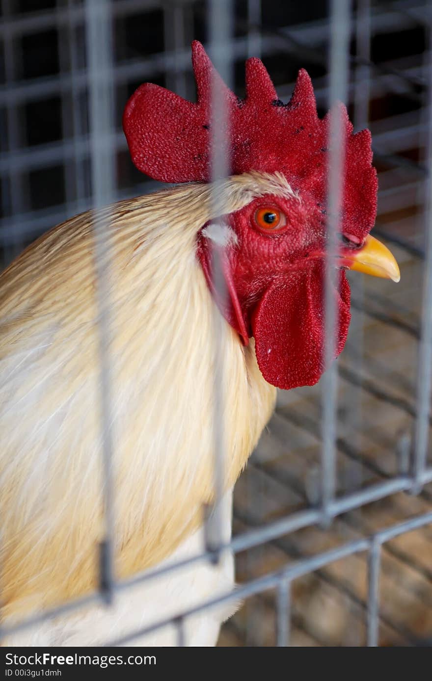 White rooster with red comb, in cage.