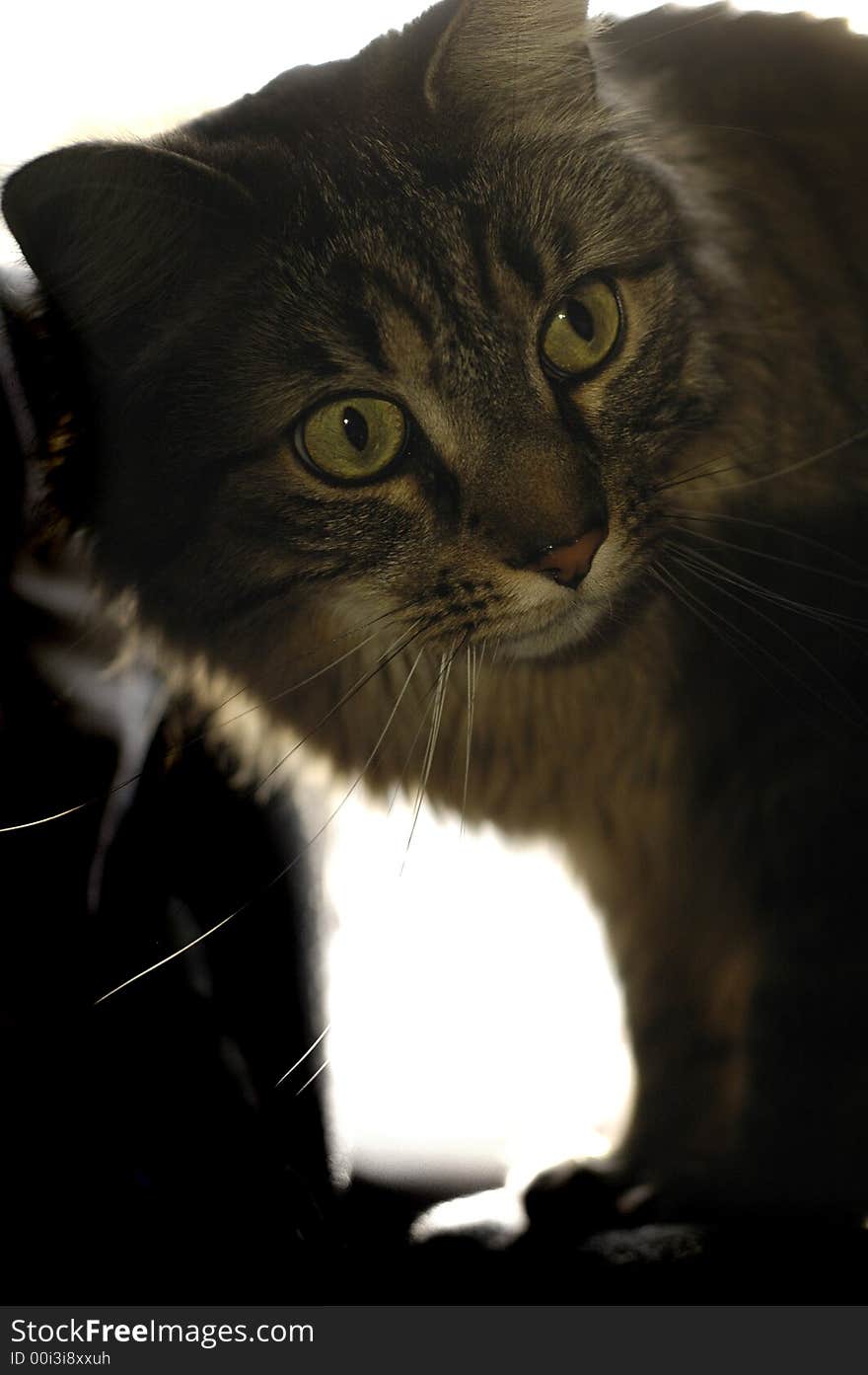 A portrait of a cat with the light focused on its face. A portrait of a cat with the light focused on its face.