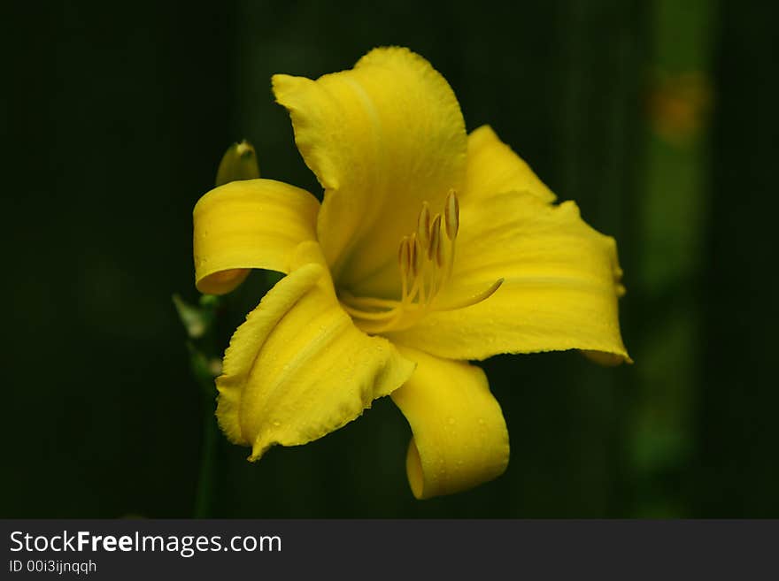 Bright Yellow Daylily