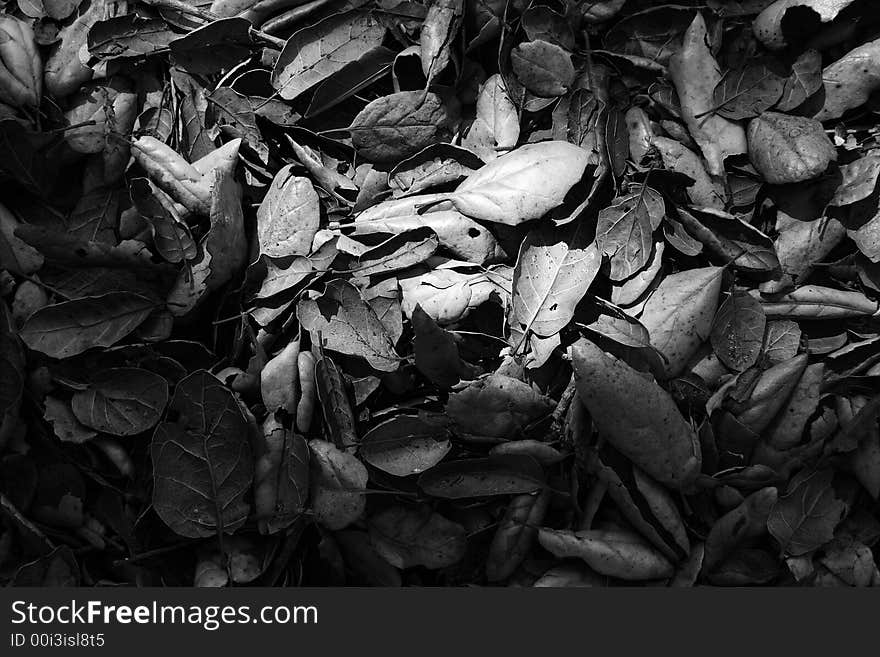 Black and white leaves fallen on ground