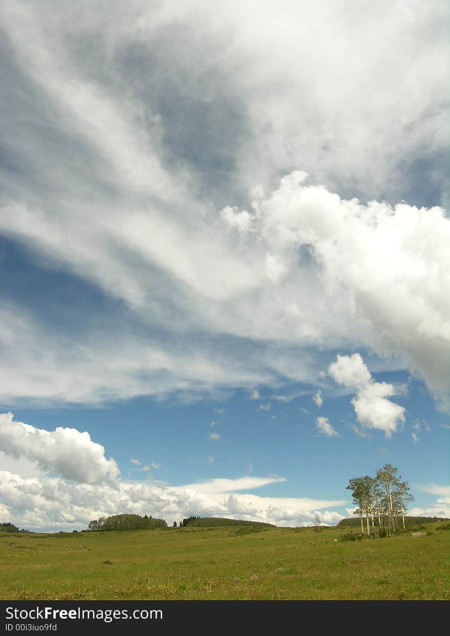 A lone stand of Aspen enjoy the brief summer atop the Grand Mesa, Colorado. A lone stand of Aspen enjoy the brief summer atop the Grand Mesa, Colorado.