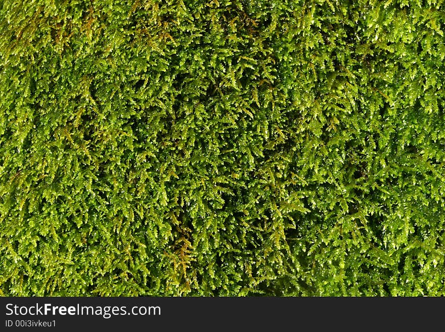 Close up of wet green moss, almost glowing, perfect for backgounds. Close up of wet green moss, almost glowing, perfect for backgounds