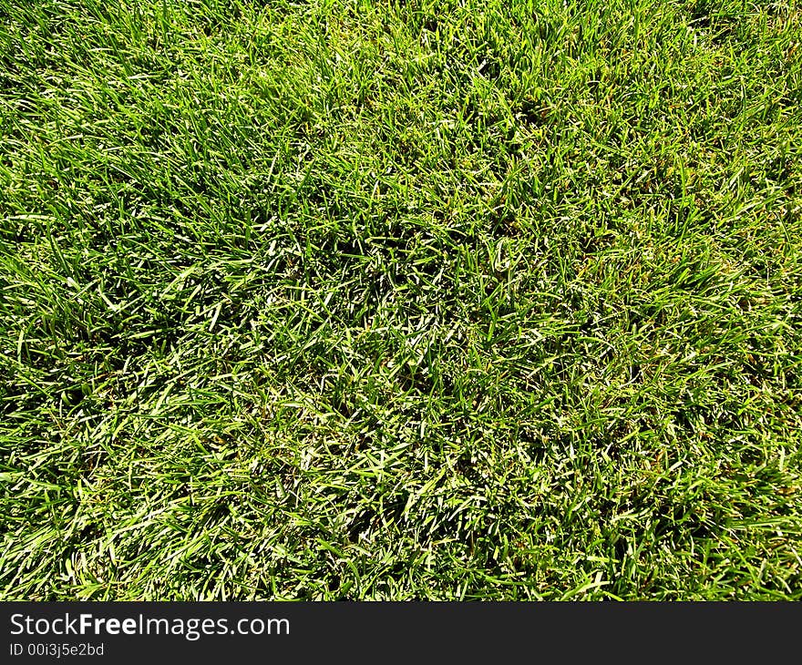 Healthy cut green old grass. Healthy cut green old grass.