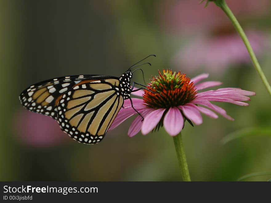 Monarch butterfly on a purple coneflower. Monarch butterfly on a purple coneflower