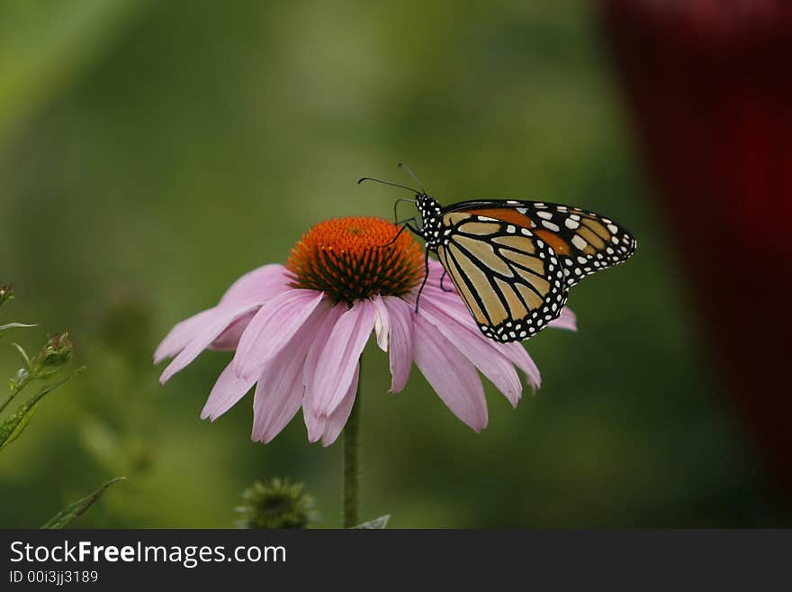 Monarch butterfly on a purple coneflower. Monarch butterfly on a purple coneflower