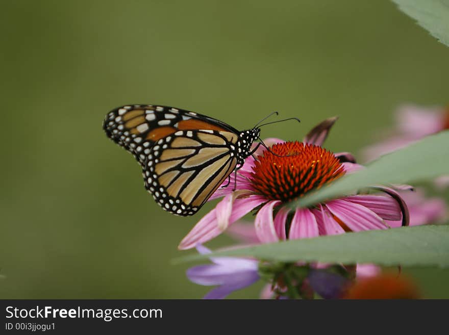 Monarch butterfly on a purple coneflower. Monarch butterfly on a purple coneflower