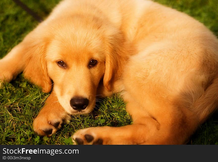 A beautiful golden retriever resting on a grassy lawn. A beautiful golden retriever resting on a grassy lawn.