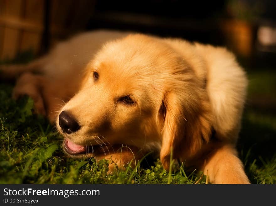 Portrait of a beautiful  golden retriever resting on a grassy lawn.  Shallow depth of field with focus on face. Portrait of a beautiful  golden retriever resting on a grassy lawn.  Shallow depth of field with focus on face.