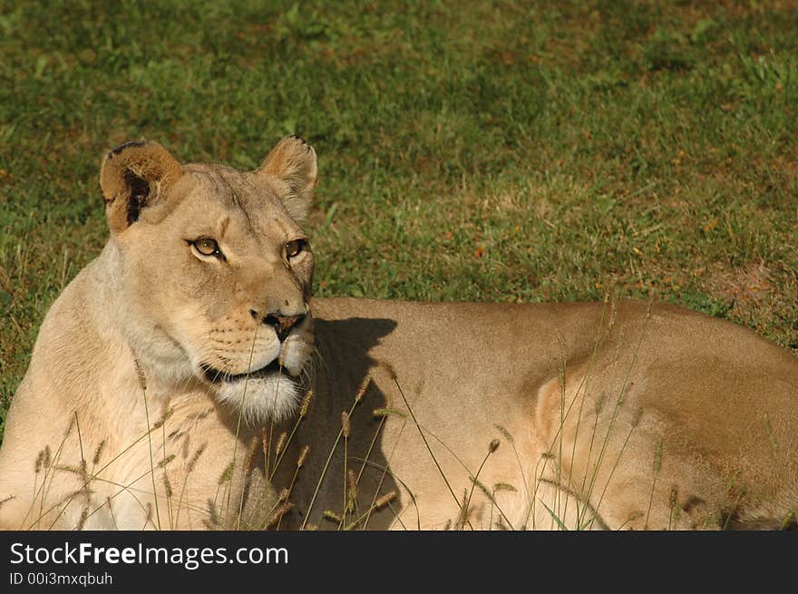 A female African lion rests in the afternoon glow of the sun. A female African lion rests in the afternoon glow of the sun.