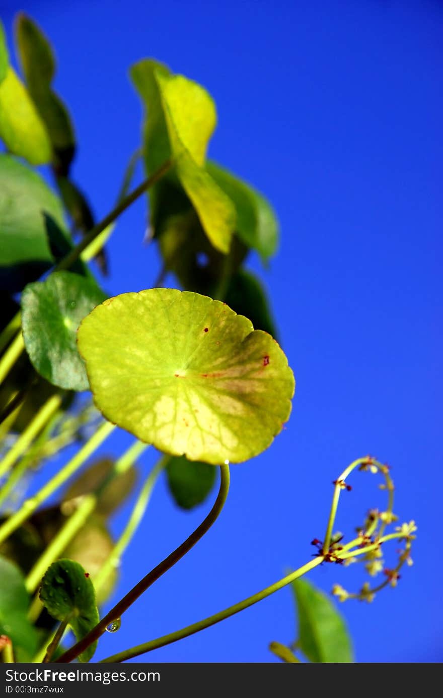 Green Leaf