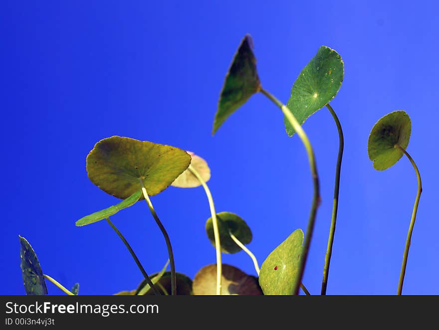 Green Leaf