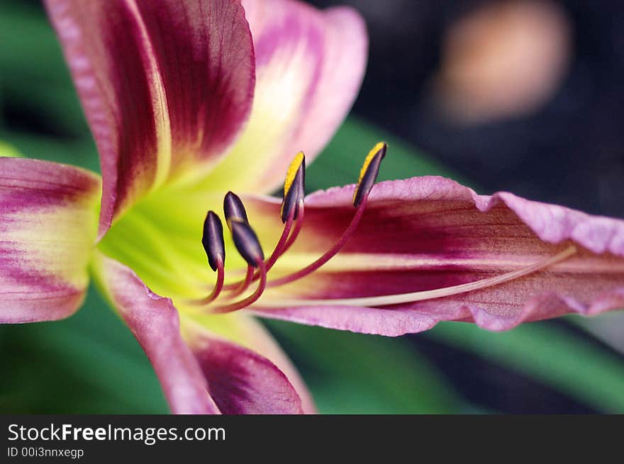 Close-up of the stamens on a hybrid lily.