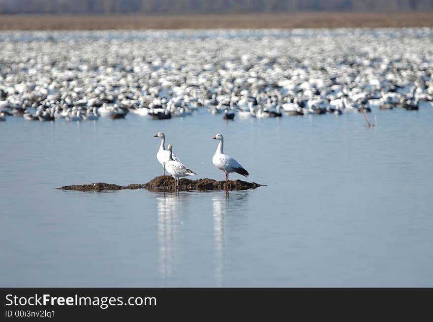 Three snow geese seem to be stranded on a small island away from the rest of the flock.