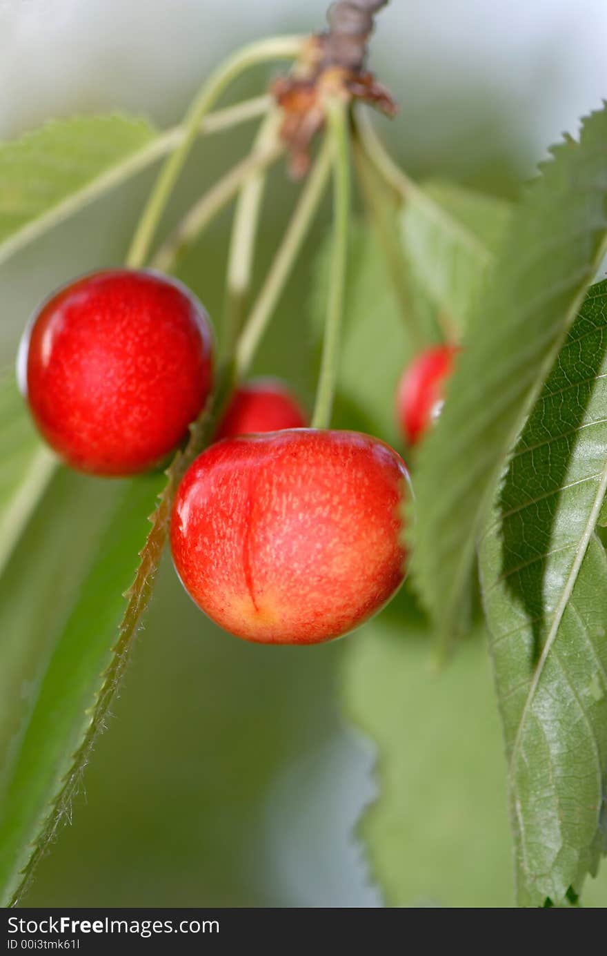 Ed cherries on  background  green leaves. Ed cherries on  background  green leaves