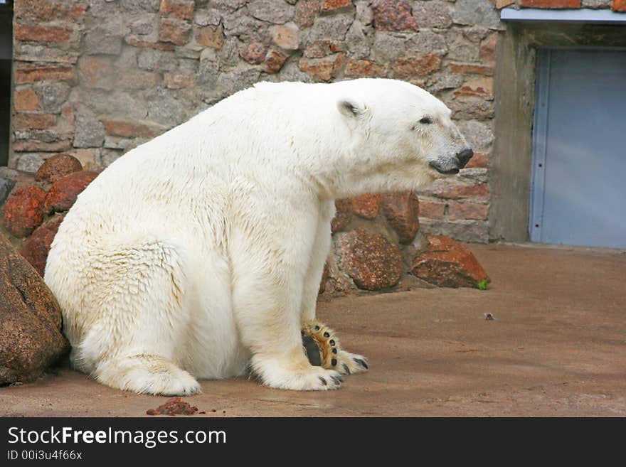 This is Polar bear in Zoo