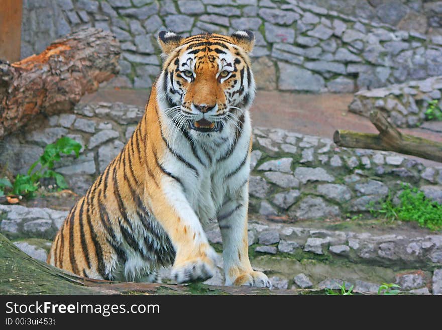 This is Tiger in Zoo