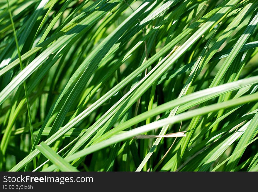 Summer grass background green texture