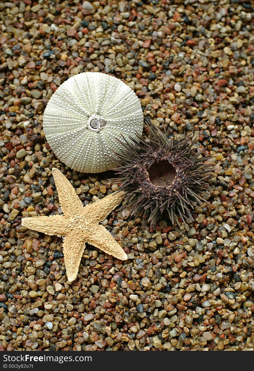 Starfish and sea-urchin