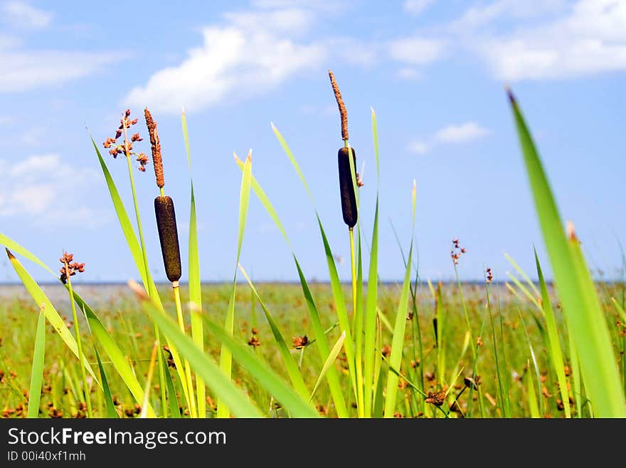 Brown cane over blue sky