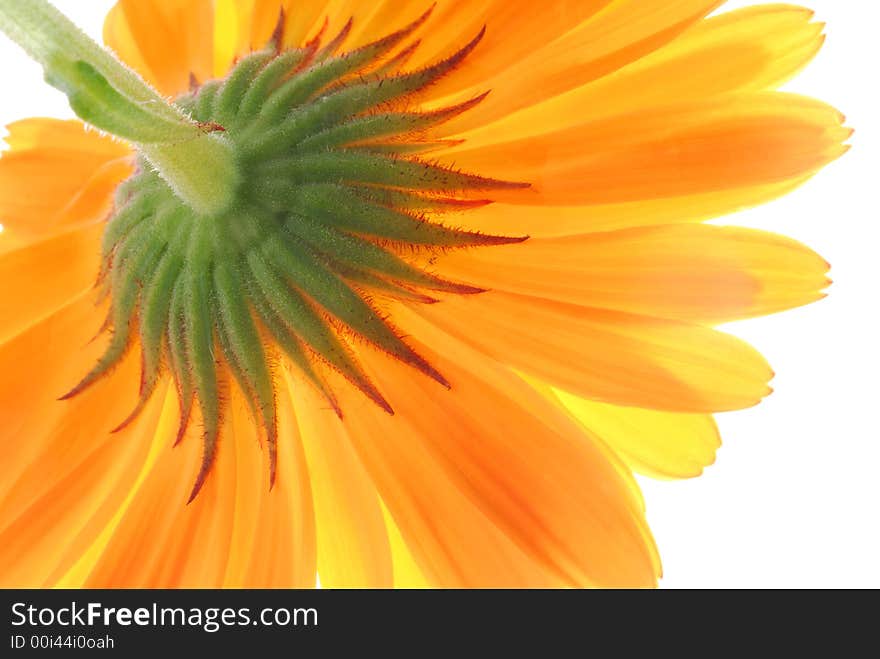 Orange gerber flower from behind. Orange gerber flower from behind