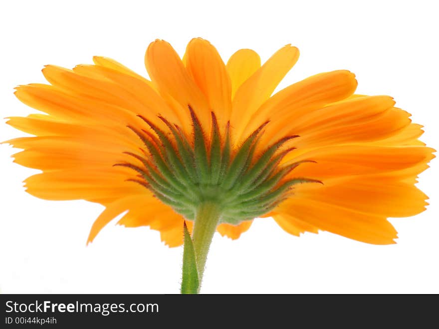 Gerber flower against white background